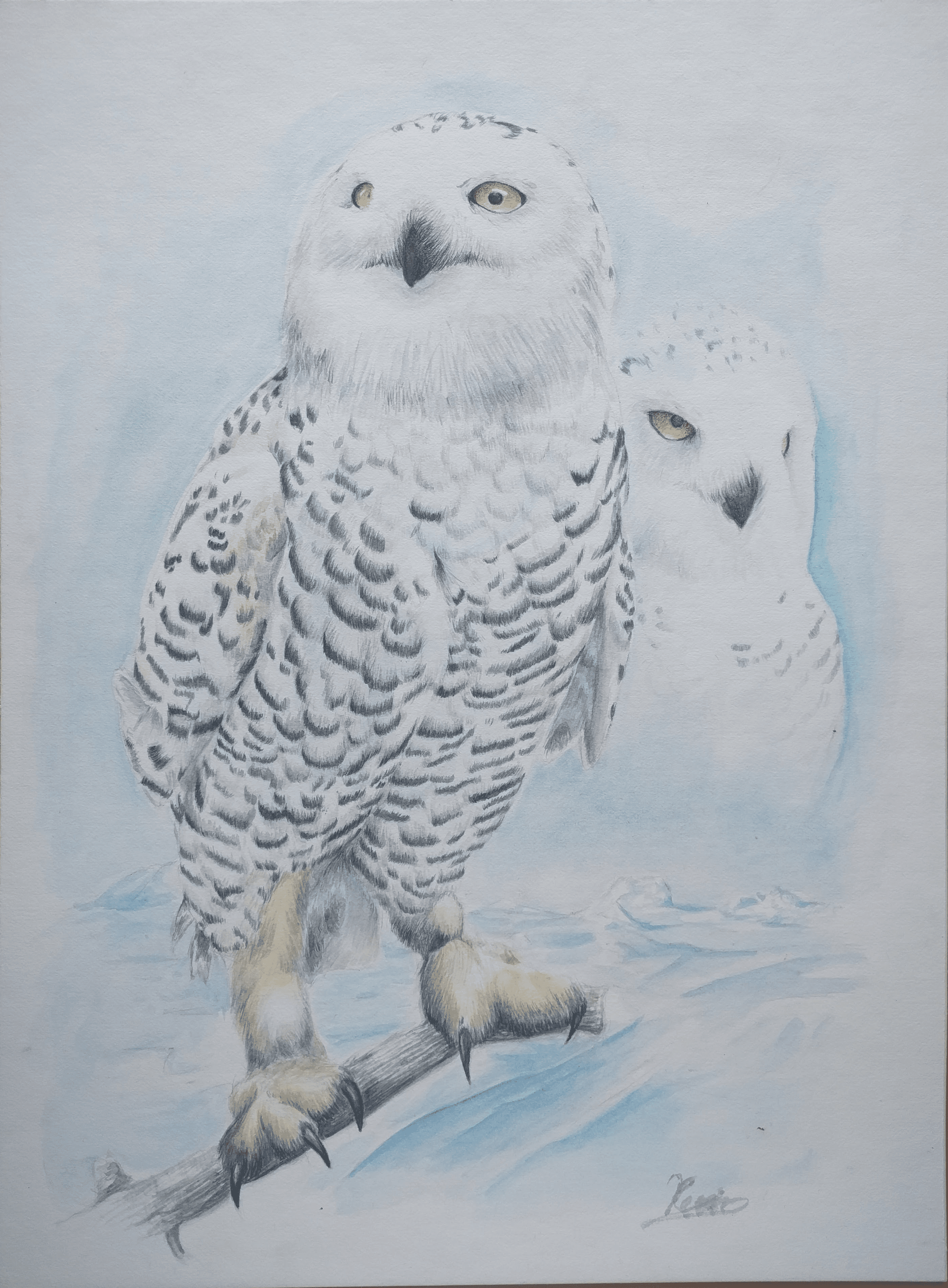 Snowy owl illustration